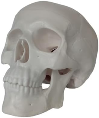 Mini Anatomy Skull Model for Studying, Small 3 Part Anatomical Skull Figurine with Removable Cap and Moving Jaw, Skeleton Human Head Bone Model for Drawing Cranium, Sketching, Halloween Decoration