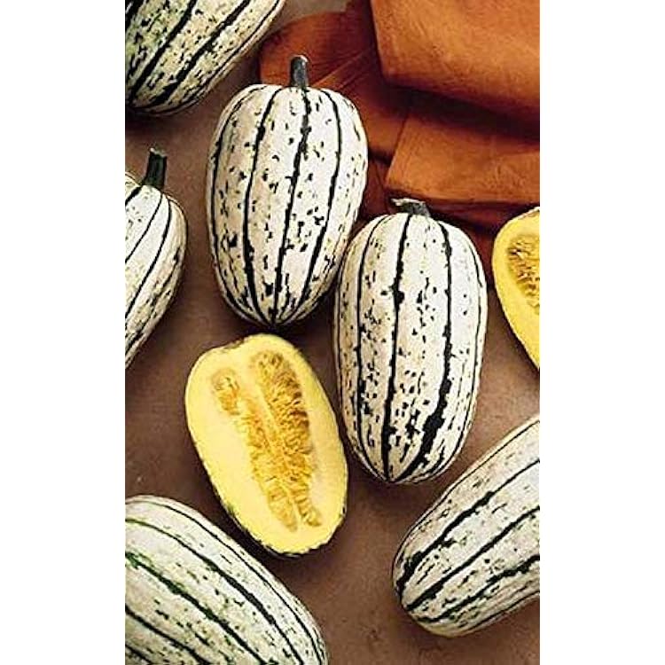 Squash Winter Bush Delicata Vegetable Seeds