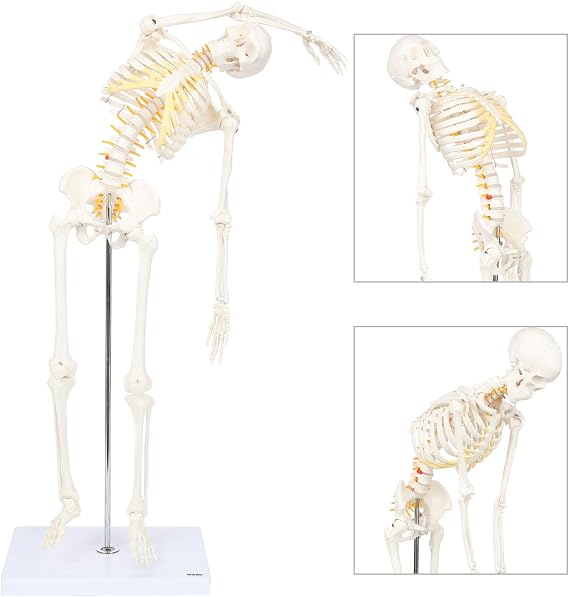 Mini Human Flexible Skeleton Model with Stand, 34" Tall Skeleton Includes Flexible Spine and Removable Arms and Legs, a Stand and Base for Display and Demonstration, Made by Axis Scientific