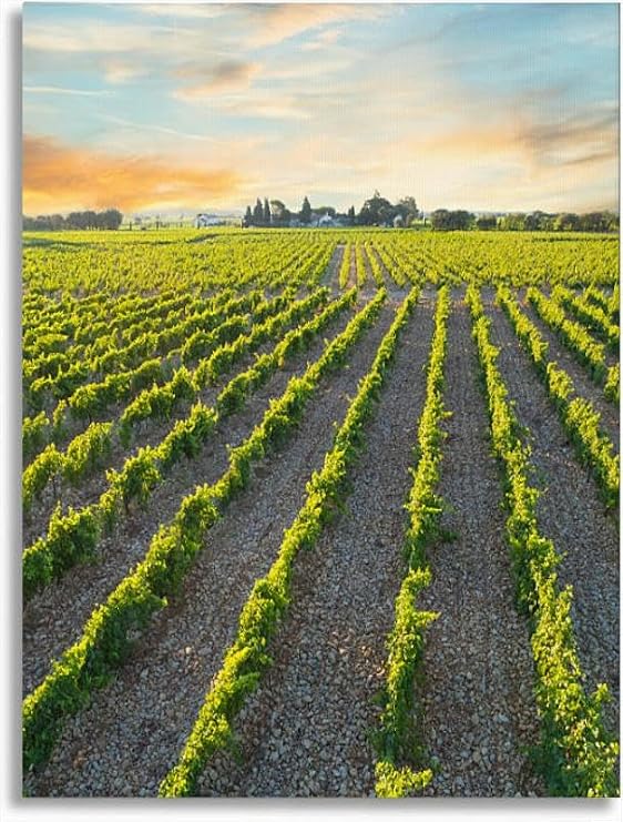 Bathroom Wall Art Sunrise vineyard Chateauneuf du Pape France Pictures Wall Decor Framed Canvas Wall Art for Bedroom Artwork Paintings Living Room Kitchen Farmhouse 16x20