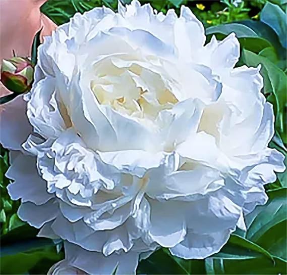 Marde Ross & Company Duchess De Nemours Double White Peony Bulbs - Bare Root 3-5 Eyes, Delightful Fragrance | Peony Plants for Planting Outdoors