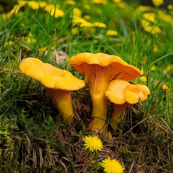 Dried Chanterelle Mushrooms, Premium Grade (4oz)