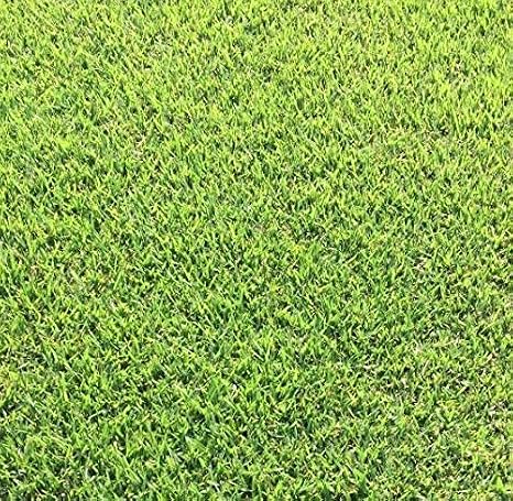 Seed Ranch Empire Zoysia Grass Plugs - 2 Trays