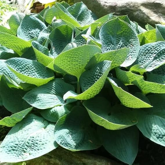 Votaniki Big Daddy Hosta Root Rhizome - Perennials, Hardy, Low-Maintenance Plant with Striking Foliage - Large, Fast-Growing Hosta Root Rhizome for Shade Gardens, Easy to Grow (1 Pack)