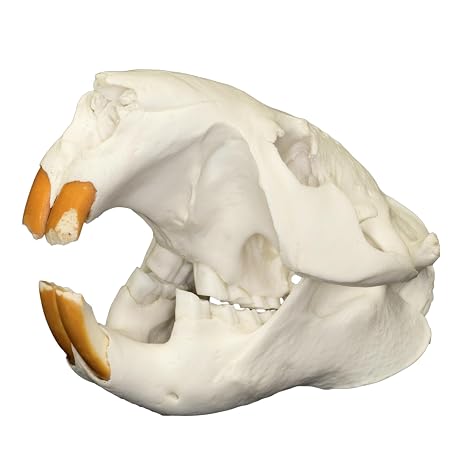 Real American Beaver Skull B Quality