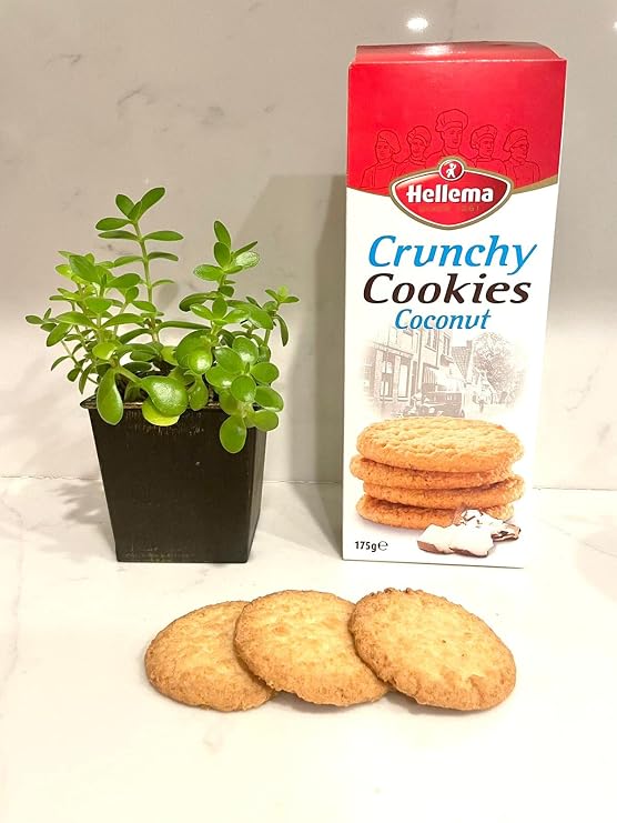 Hellema Crunchy Cookies Coconut 6.2oz (175g) delicious cookies from Holland - (Pack of 1)