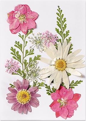 Dried Flower for Resin,Real Pressed Dried Flowers Kit, DIY Dried Flower for Candle,Specimen of Plant,Dried Flower for Resin Phone Cases Soap Making Candle Making NAI Art Makeup Jewelry Bookmarks