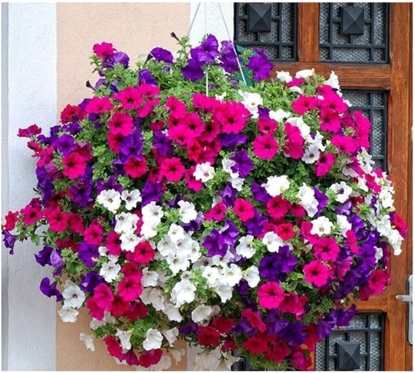 My Seed World Mixed Petunia Flower Seeds 25 Pieces