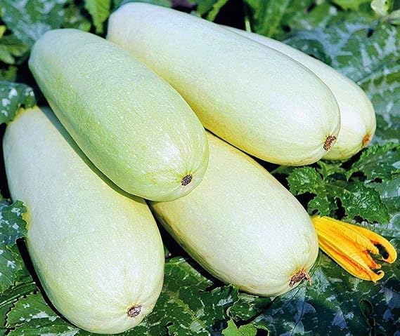 30+ Seeds Eggplant - Vegetable White