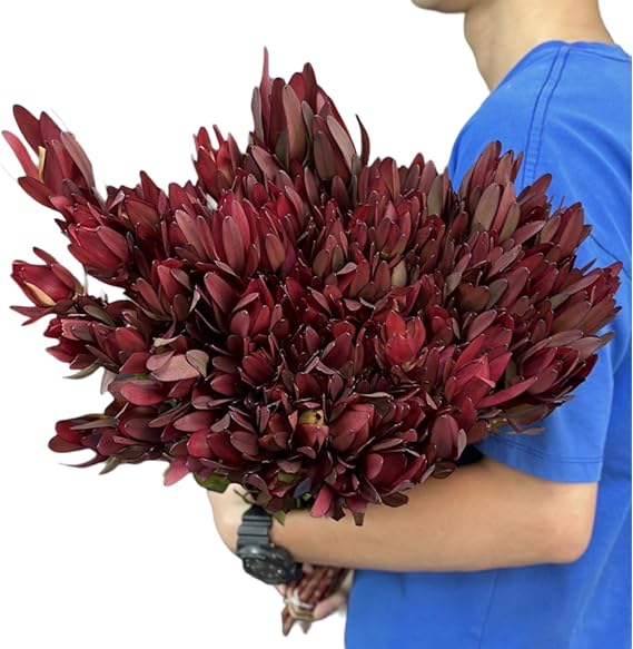 20 fresh Leucadendron Safari Sunset flowers Gifts For Home Decoration Birthdays Anniversaries Healing Sympathy Friendship and Love