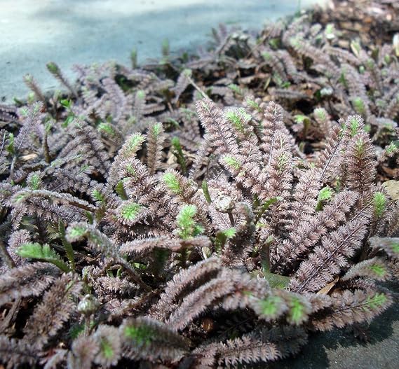 Gothic Black Fairy Fern - Leptinella -2.5" Pot-Terrarium/Fairy Garden/Houseplant