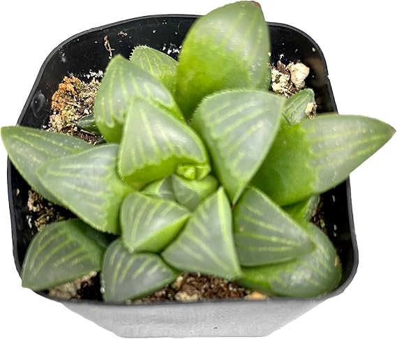 Fat Plants San Diego Living Indoor Succulents and Cactus Rooted in Plastic Planters with Soil (2.5 Inch, Haworthia retusa)