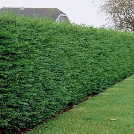 GardenersDream Green Leylandii Plants - Dense Leyland Hedging - Evergreen Outdoor Shrubs for Garden - All Year Round Hedge Bushes for Gardens and Borders (7.5L Pot, 1 Plant)