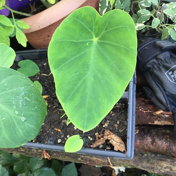 Elephant Ears Ruffles 1 Small Size Bulb Colocasia Esculenta Tropical Bulb