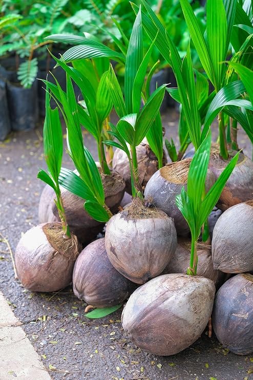 Coconut Tree, Green (Excludes Ca), Size: 24-inch