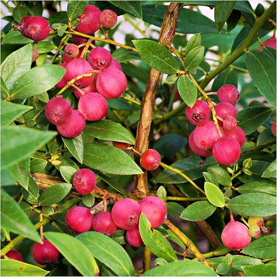 Blueberry Pink Lemonade Plant/Vaccinium in 9cm Pot, Tasty Pink Berries 3fatpigs®