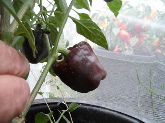 Chilhuacle Negro Pepper 10+ Seeds