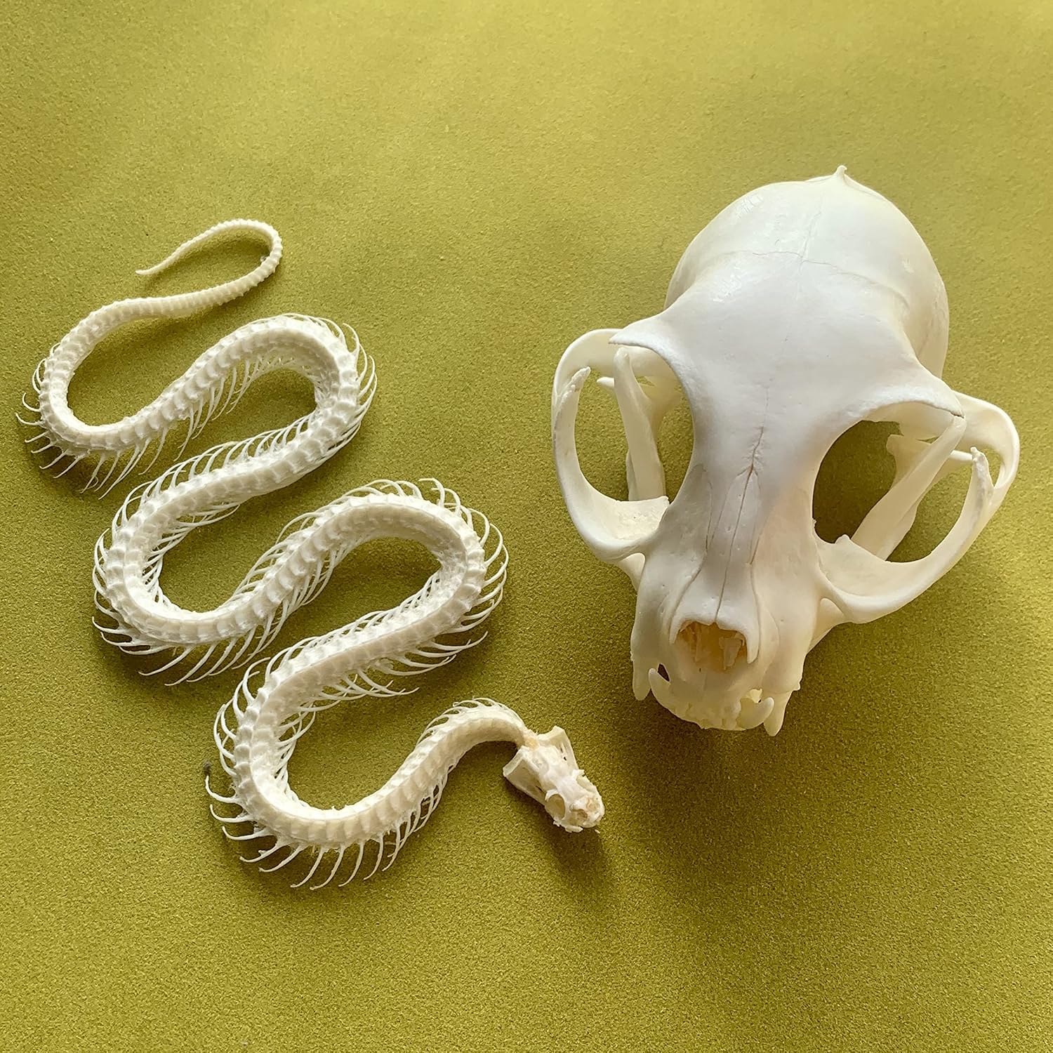 2pcs Taxidermy Combination of Real Snake Bones and Cat Skull, Animal Bones Real